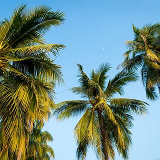 Palmeras