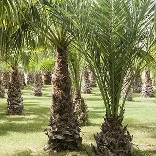 Palmeras